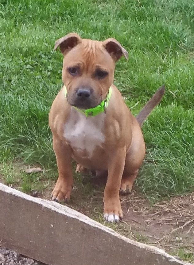 Staffy Smille Never without me