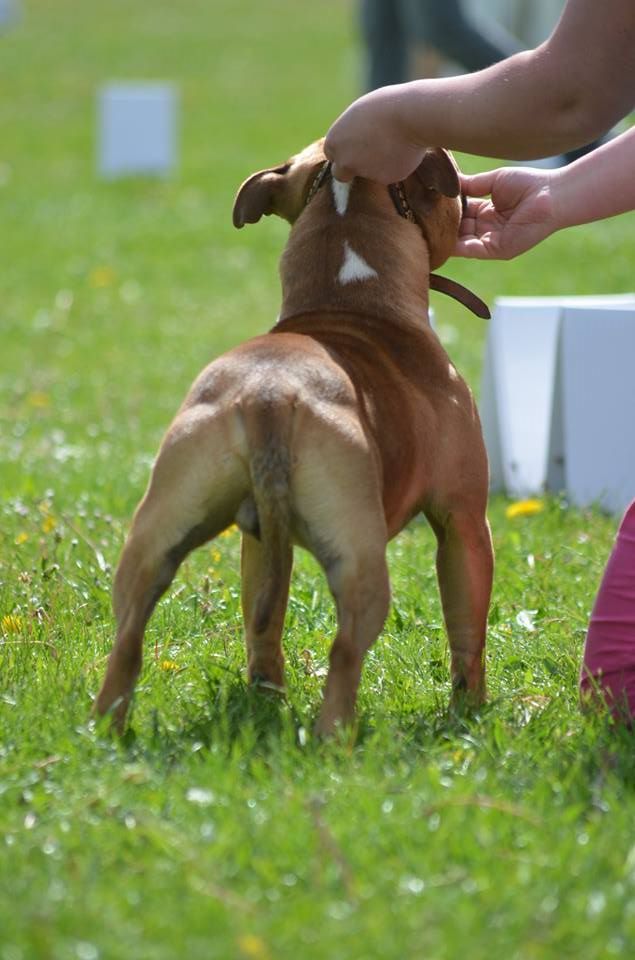 Staffy Smille Never without me