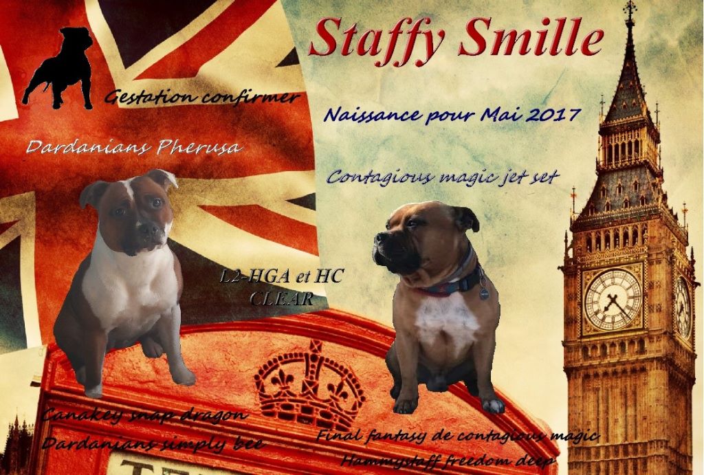 Staffy Smille - Staffordshire Bull Terrier - Portée née le 14/05/2017
