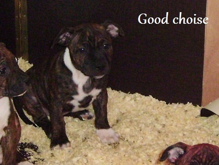Staffy Smille - Staffordshire Bull Terrier - Portée née le 28/11/2011