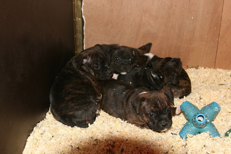 Staffy Smille - Staffordshire Bull Terrier - Portée née le 24/10/2012