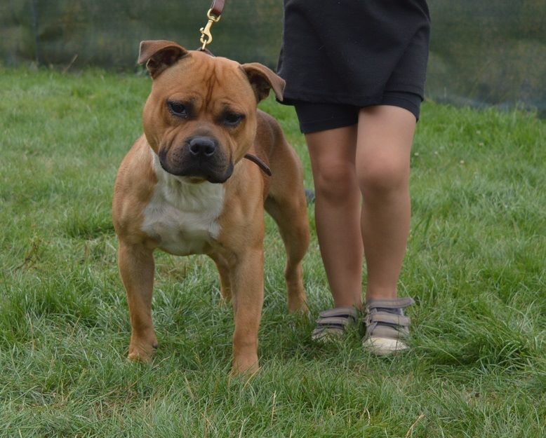 Staffy Smille Never without me