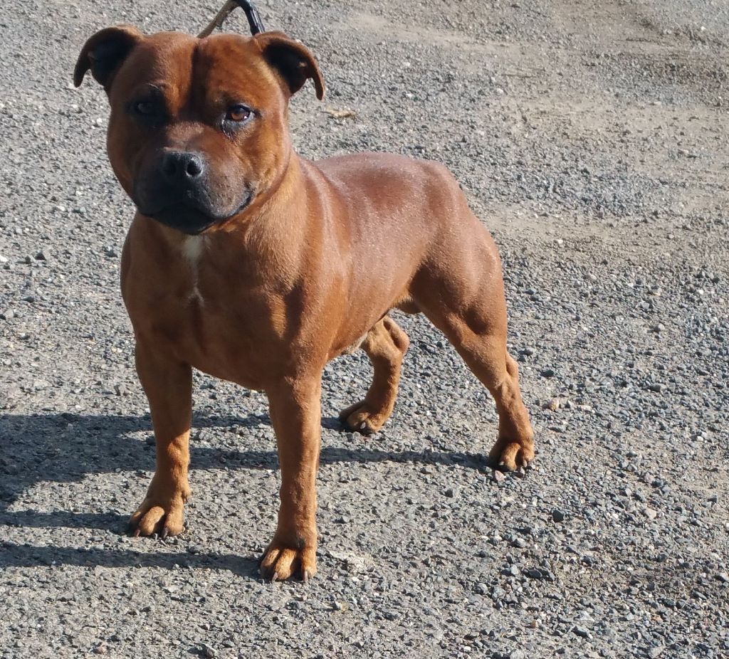 Staffy Smille - Staffordshire Bull Terrier - Portée née le 08/12/2017
